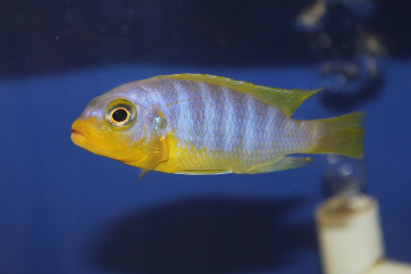 Maylandia aurora 'Mala Point'